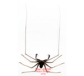 Amblypygi sp. (Java) A2